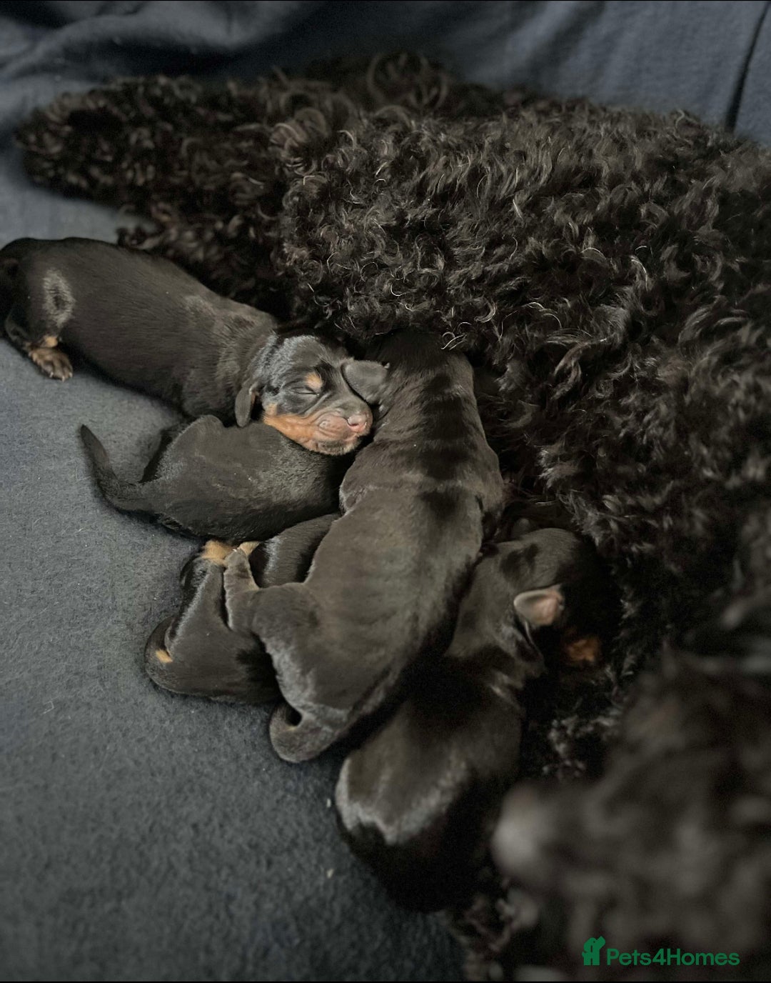 Mixed Breed dogs for sale: Doxiepoo Puppies For Sale  - Image 11