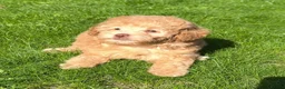 Labradoodle dogs for sale: READY NOW! Mini Labradoodles Health tested parents in Leicester - Advert 21