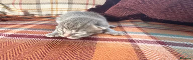 Grey Male 1