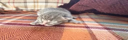 Mixed Breed cats for sale: Beautiful British Shorthaired Cross Kittens - Advert 30