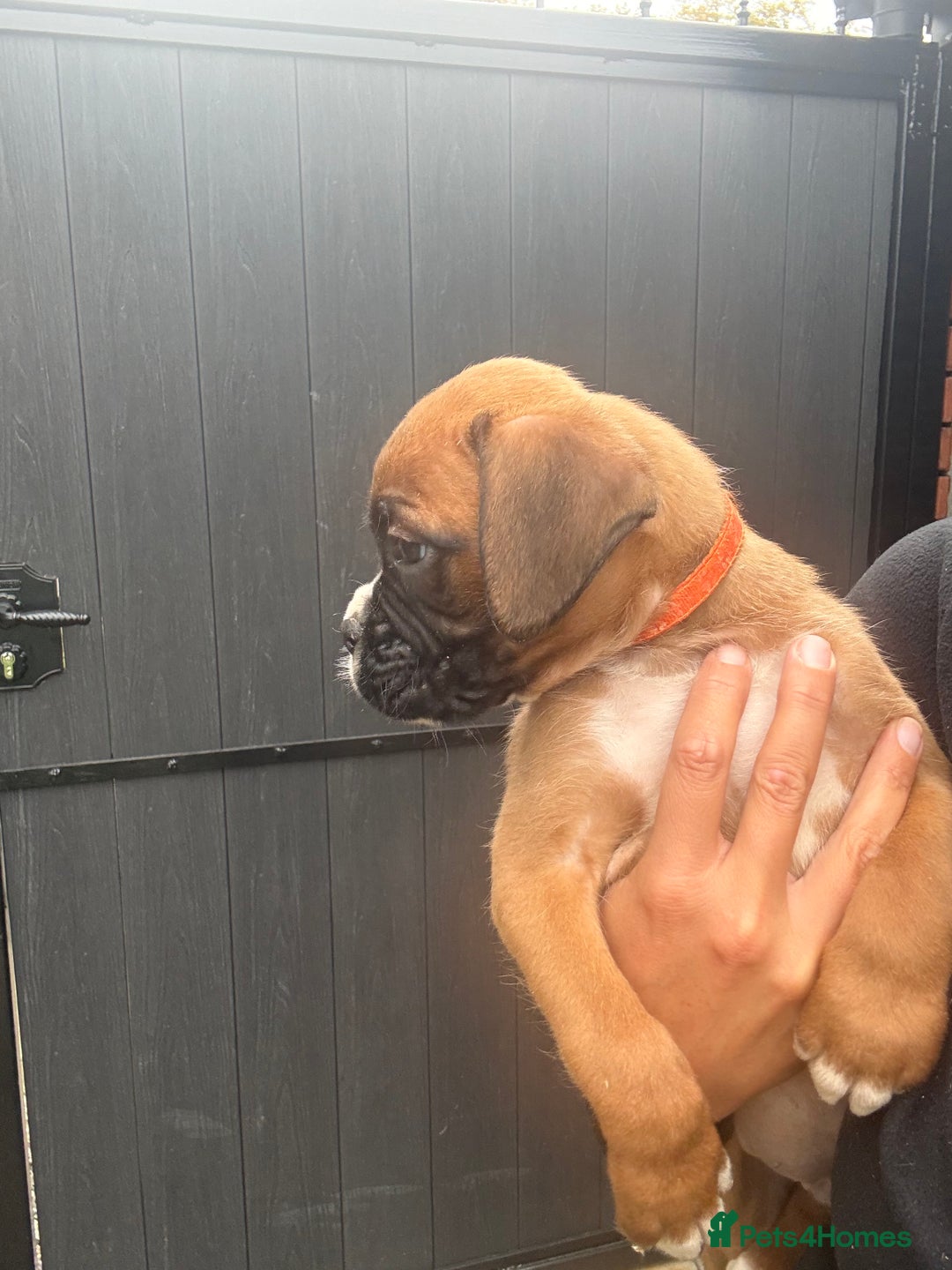 Boxer dogs for sale: Ready This Weekend Kc Boxer Puppies - Image 30