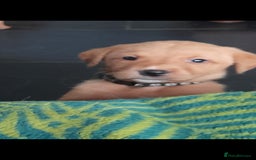 Labrador Retriever dogs for sale: Red fox labrador puppy's  - Image 23