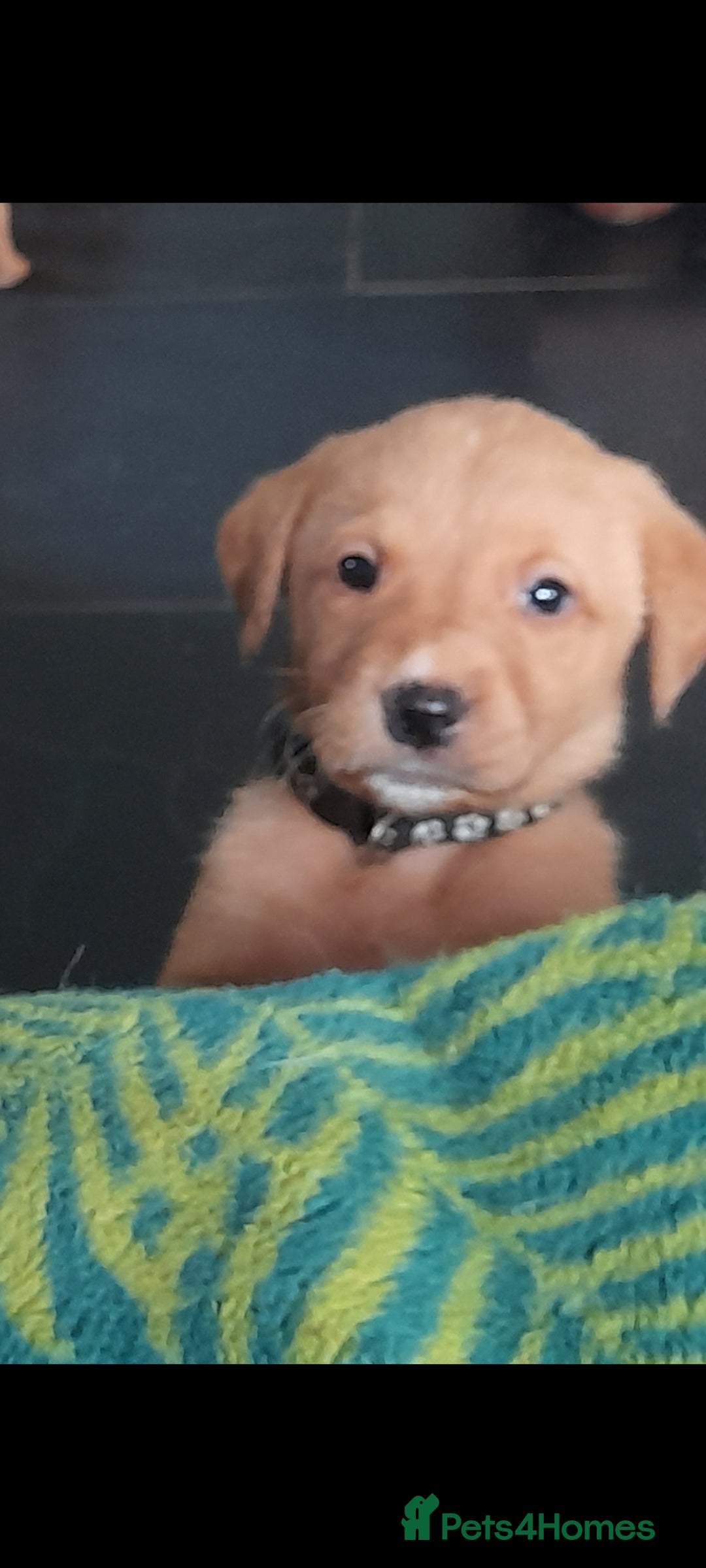 Labrador Retriever dogs for sale: Red fox labrador puppy's  - Image 23