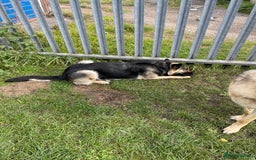 German Shepherd dogs for sale: German Shepherd pups - Image 5