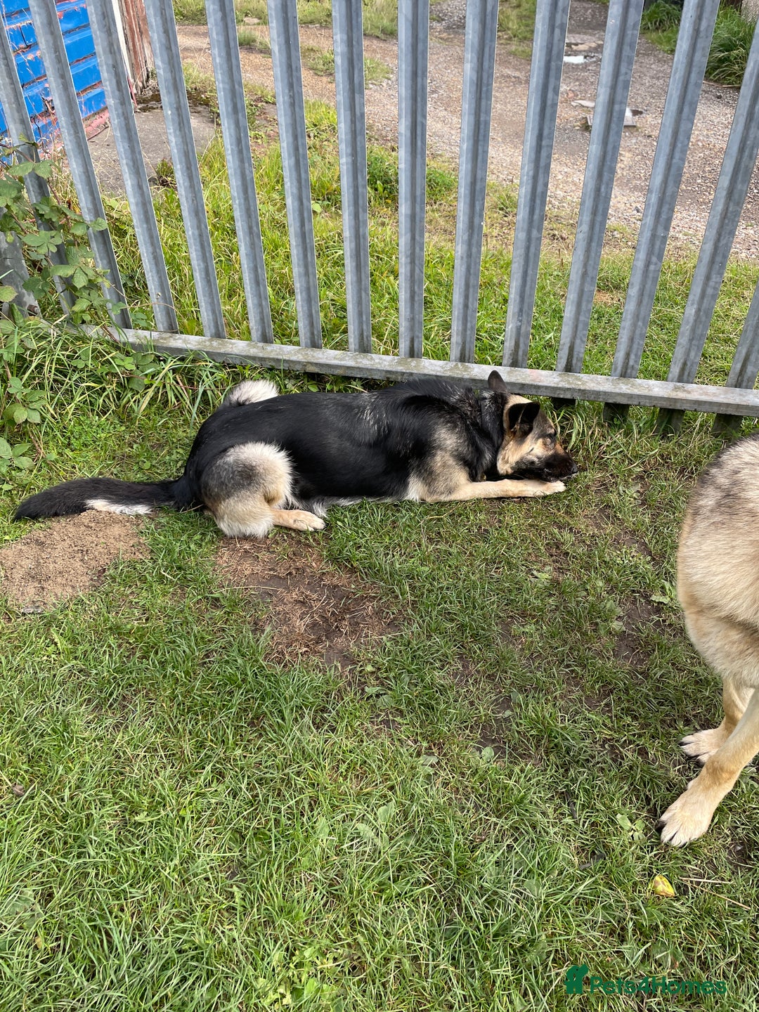 German Shepherd dogs for sale: German Shepherd pups - Image 5