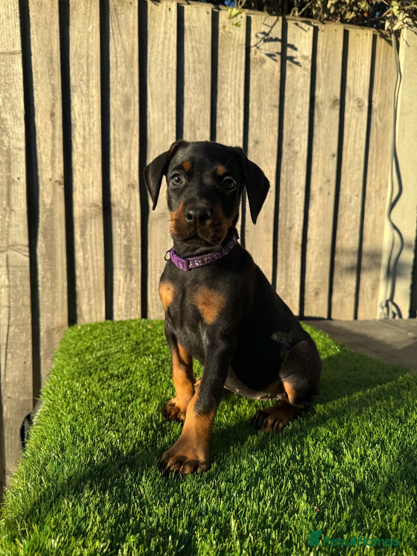 Dobermann dogs Quality European Doberman - Health Tested & Titled - Advert 2