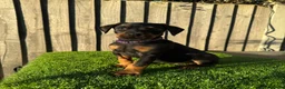 Dobermann dogs for sale: Quality European Doberman - Health Tested & Titled - Advert 2