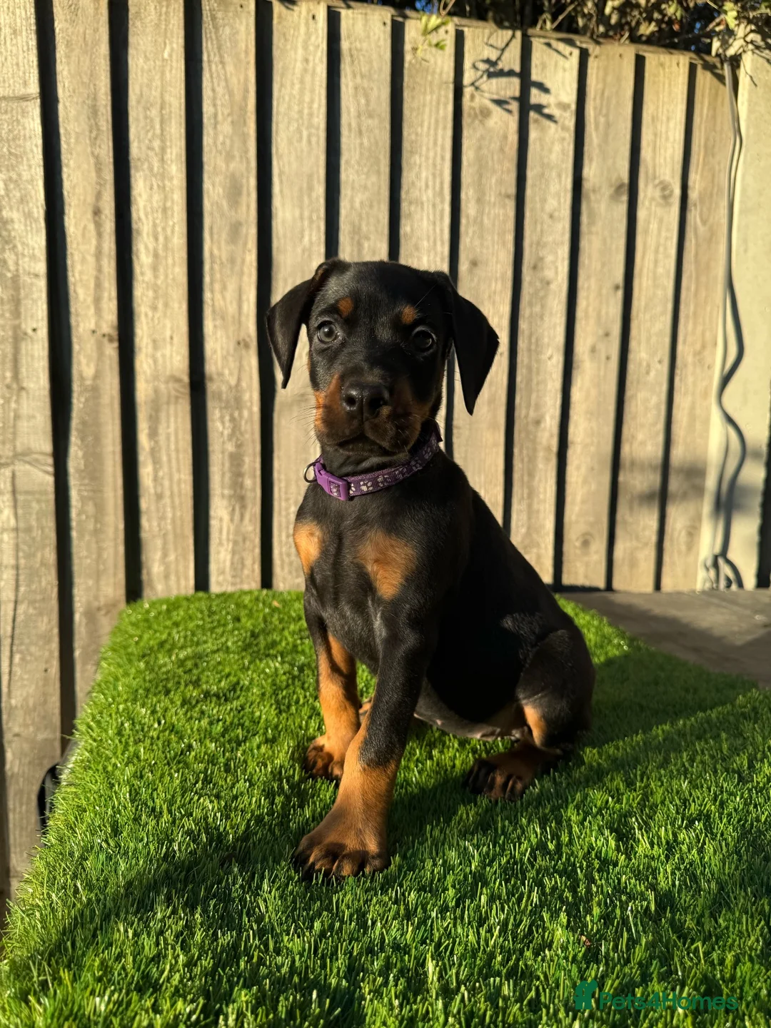 Dobermann dogs for sale: Quality European Doberman - Health Tested & Titled - Advert 2