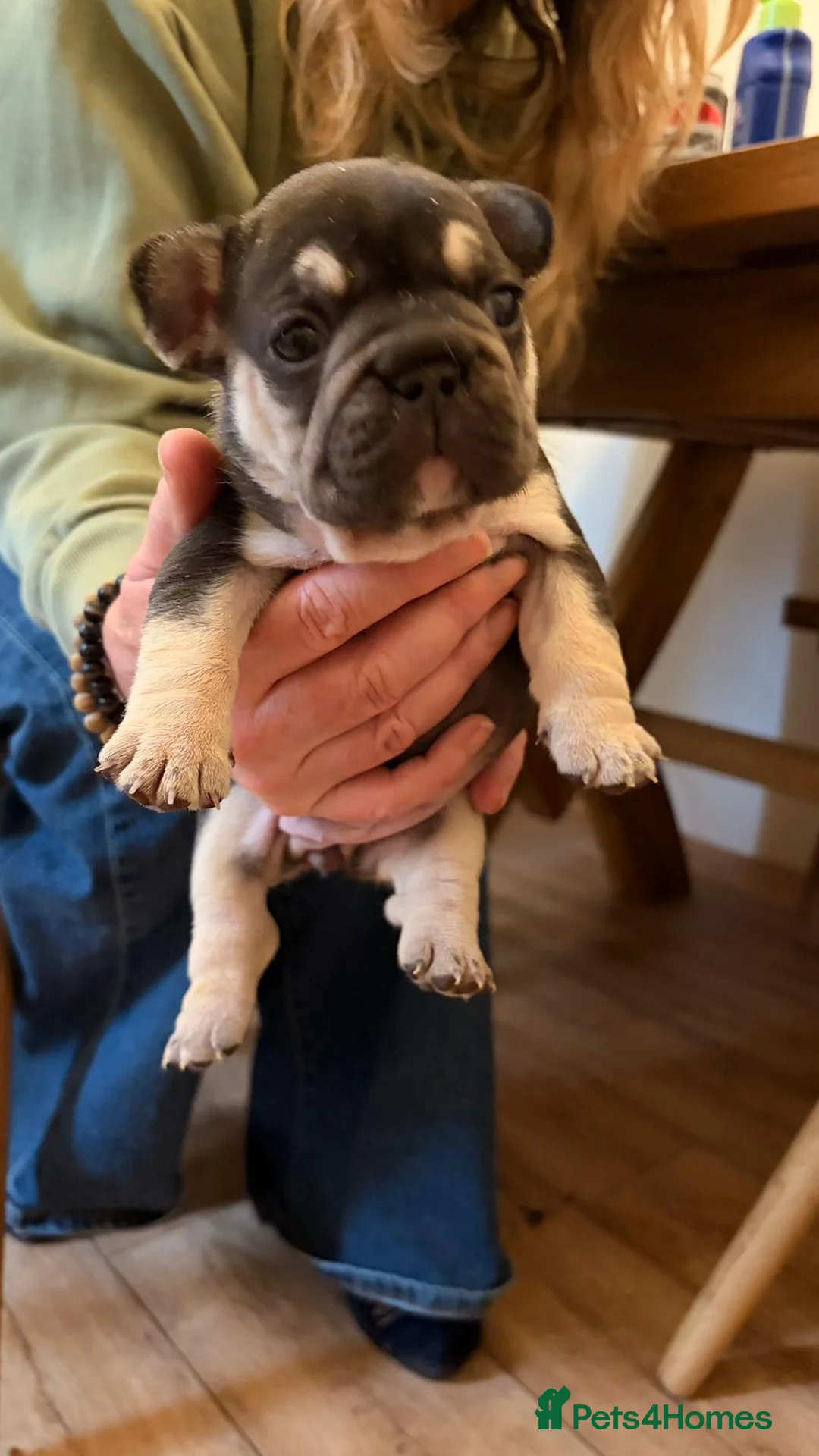 French Bulldog dogs for sale: Five beautiful girls - Advert 9