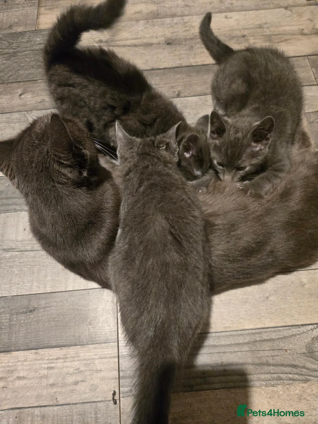 Mixed Breed cats for sale: 3 Half Ragdoll Grey Kittens - Advert 2