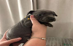 Staffordshire Bull Terrier dogs for sale: Stunning pure blue staffies - Image 19