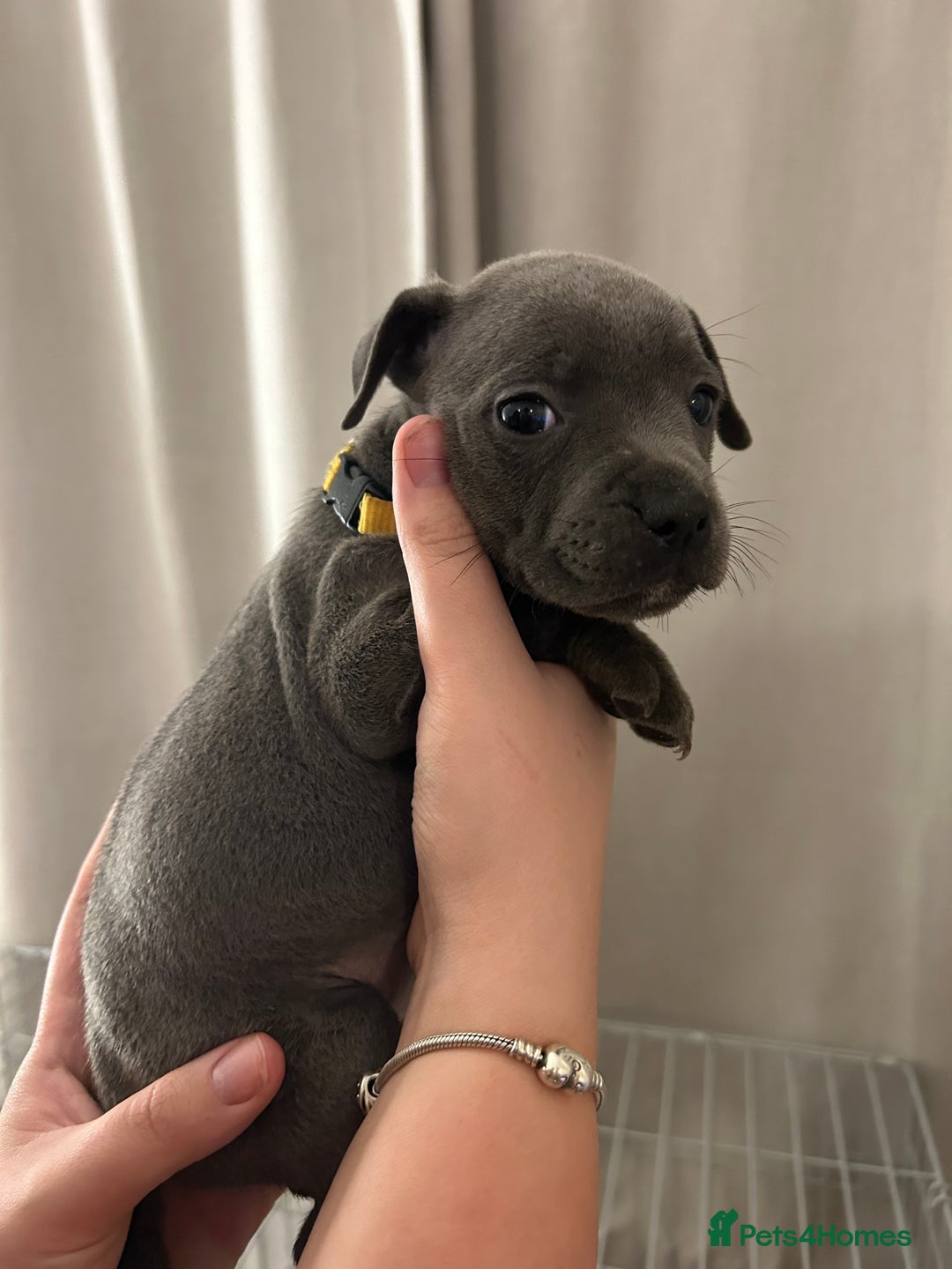 Staffordshire Bull Terrier dogs for sale: Stunning pure blue staffies - Image 19