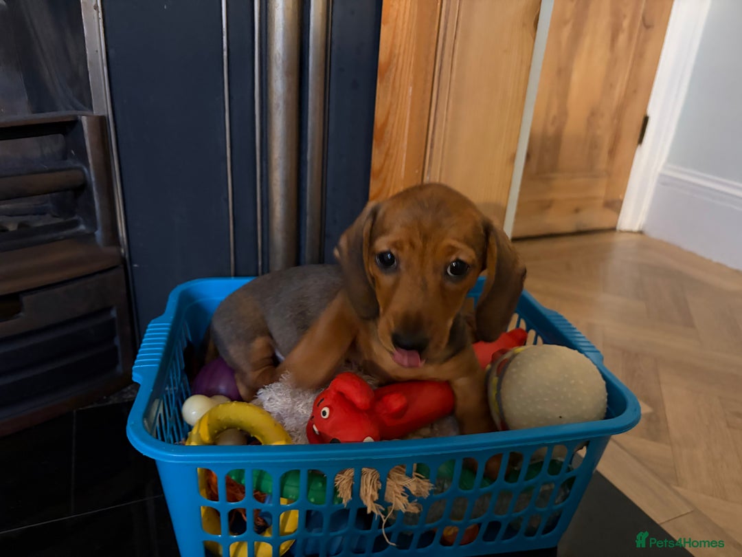 Miniature Dachshund dogs for sale: Miniature smooth hair shaded red boy puppy  - Advert 3