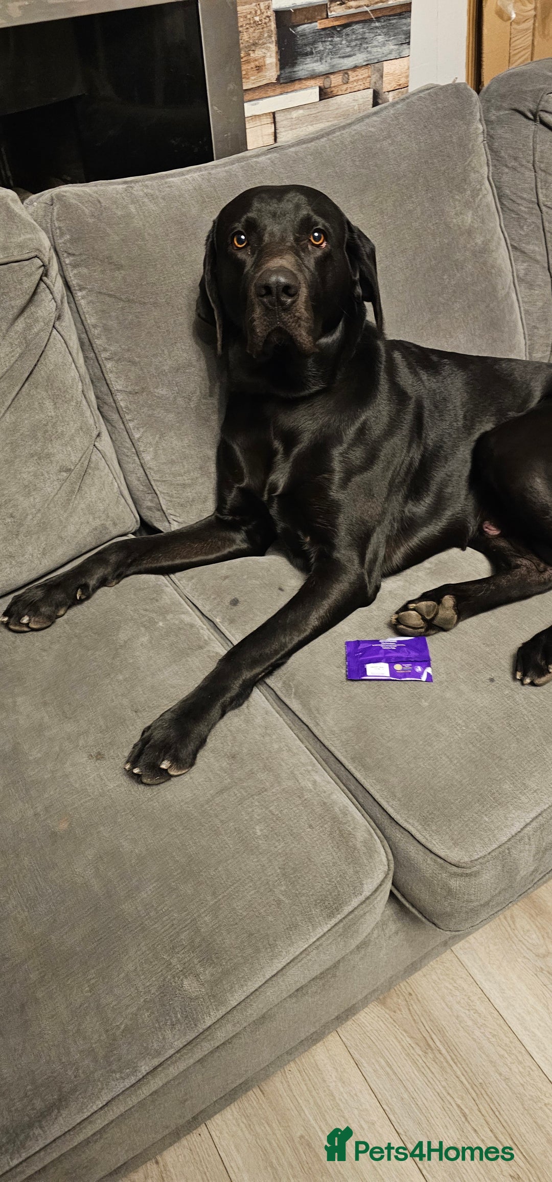 Mixed Breed dogs for sale: 2 year old weimaraner X labrador (Weimador) - Advert 2