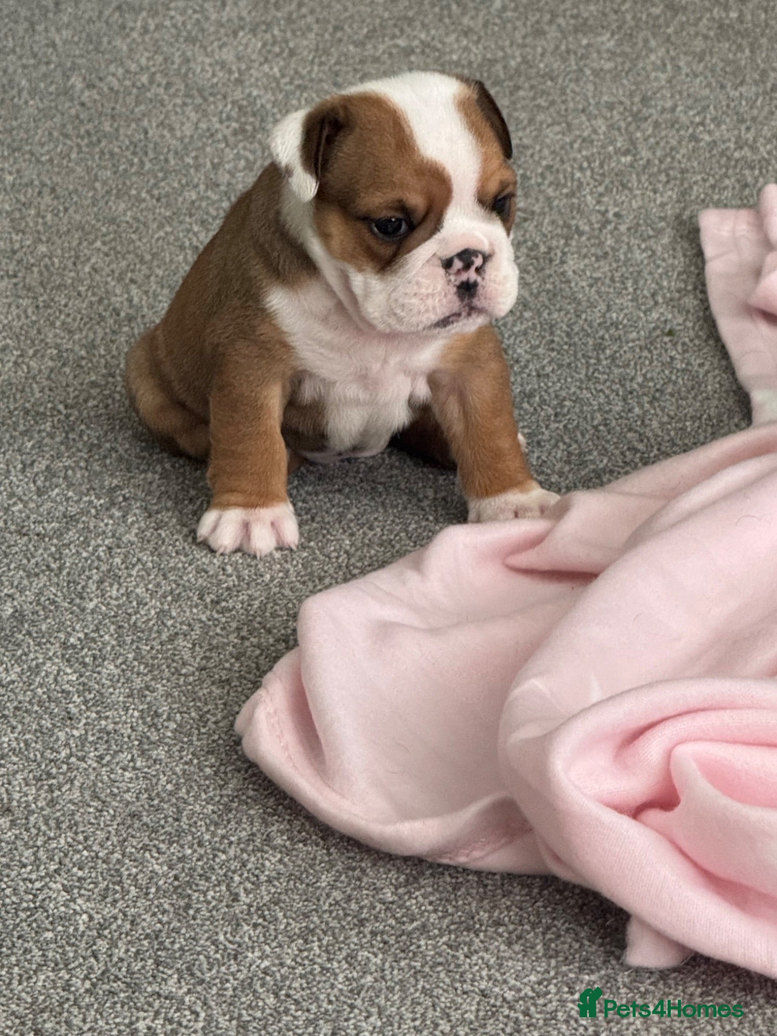 English Bulldog dogs Red/White KC Reg Female English Bulldog Puppy - Advert 3