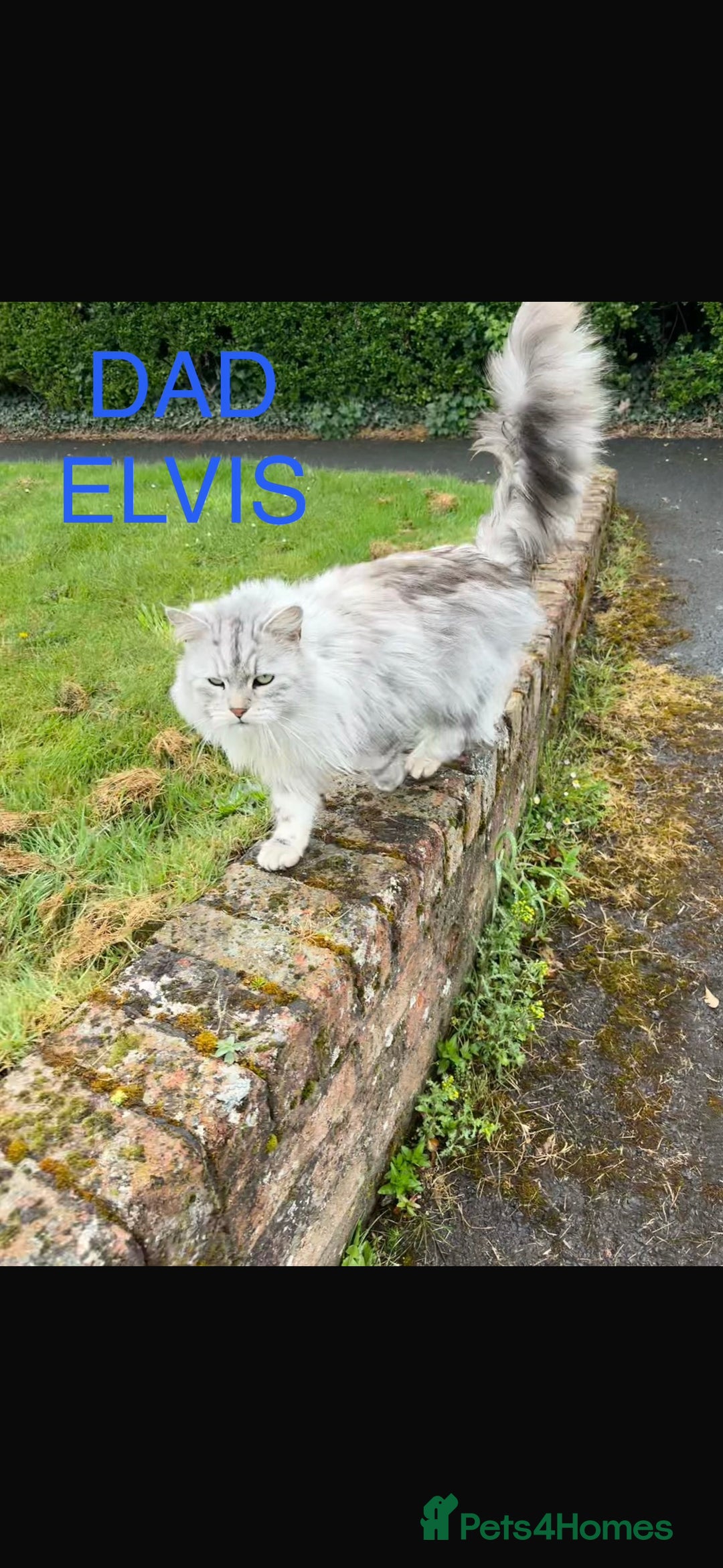 Persian cats for sale: Persian X Mainecoon kittens - Advert 14