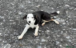 Border Collie dogs for sale: Border Collie Male - Image 5