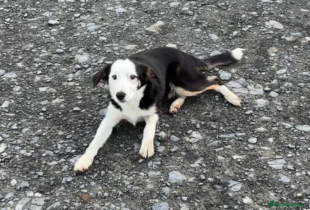 Border Collie dogs for sale: Border Collie Male - Image 5