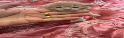 Maine Coon cats for sale: 3 gorgeous Maine coon kittens for sale - Advert 39
