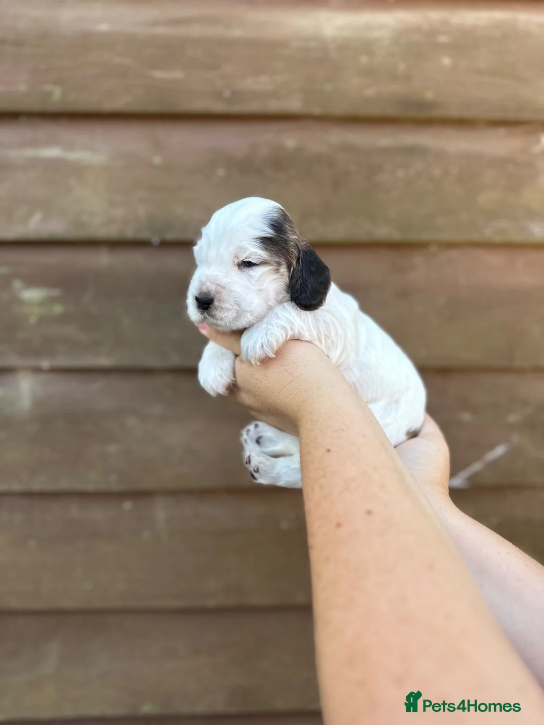 Cocker Spaniel dogs for sale: Beautiful Show Type Cocker Spaniels in Ongar - Advert 9
