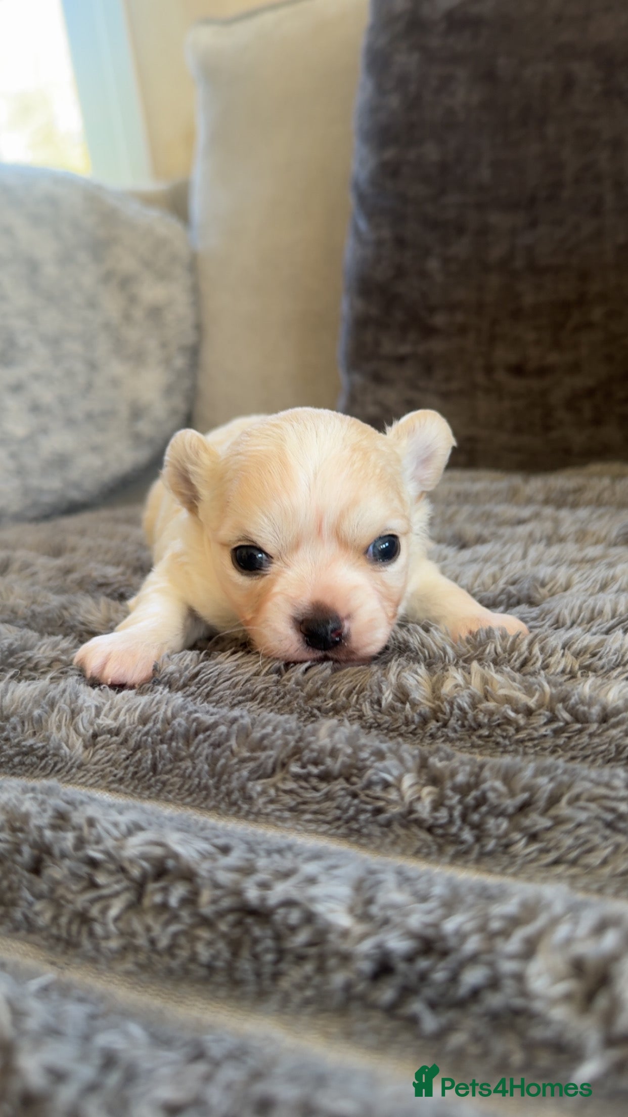 Chihuahua dogs Stunning white fluffy chihuahua boy - Advert 14