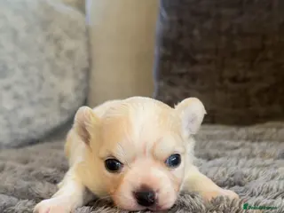 Chihuahua dogs Stunning white fluffy chihuahua boy - Advert 1