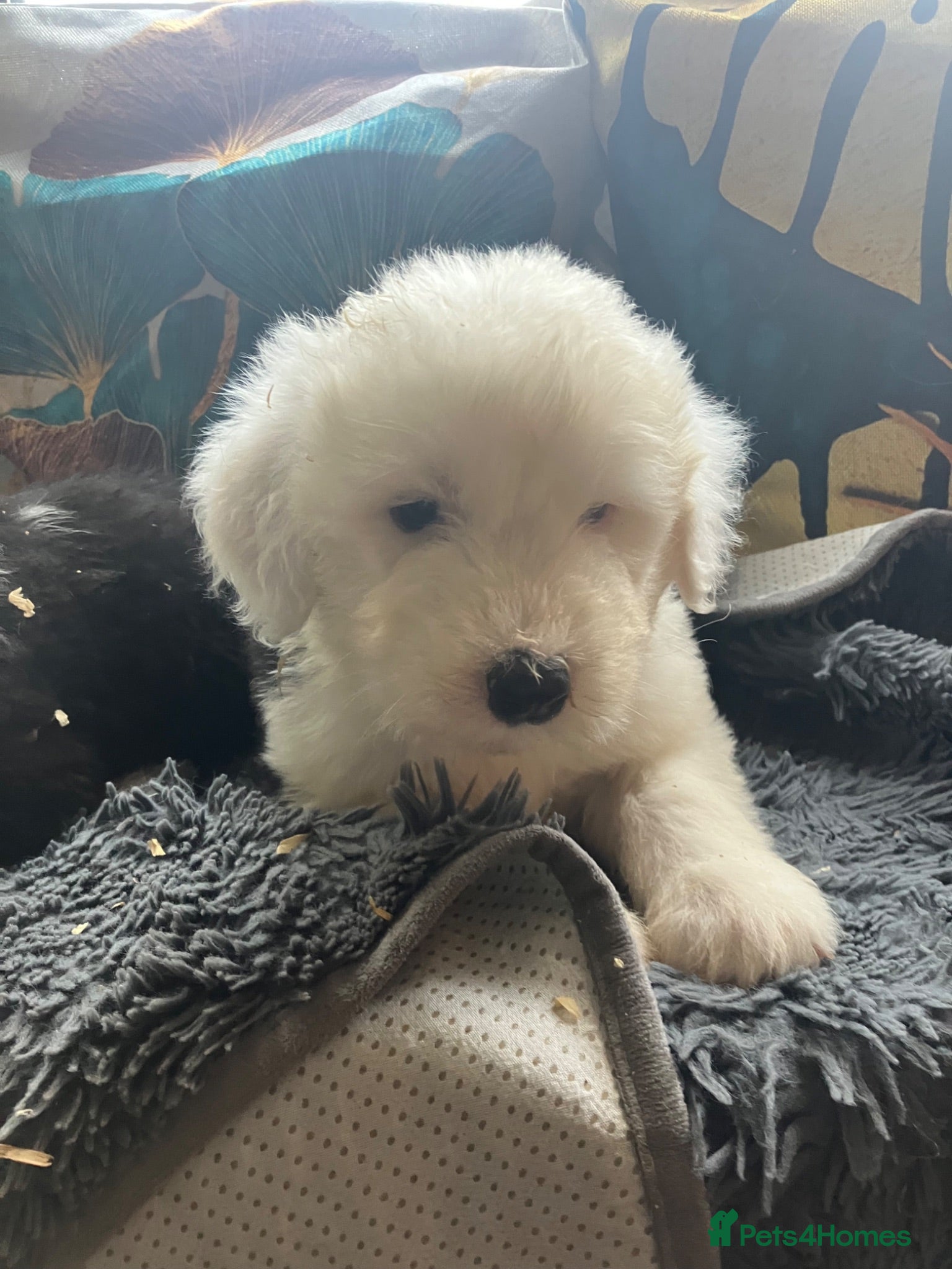 Old English Sheepdog dogs Kc Registered Old English Sheepdogs  - Advert 2
