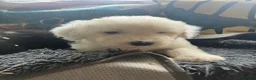 Old English Sheepdog dogs for sale: Kc Registered Old English Sheepdogs  - Advert 3