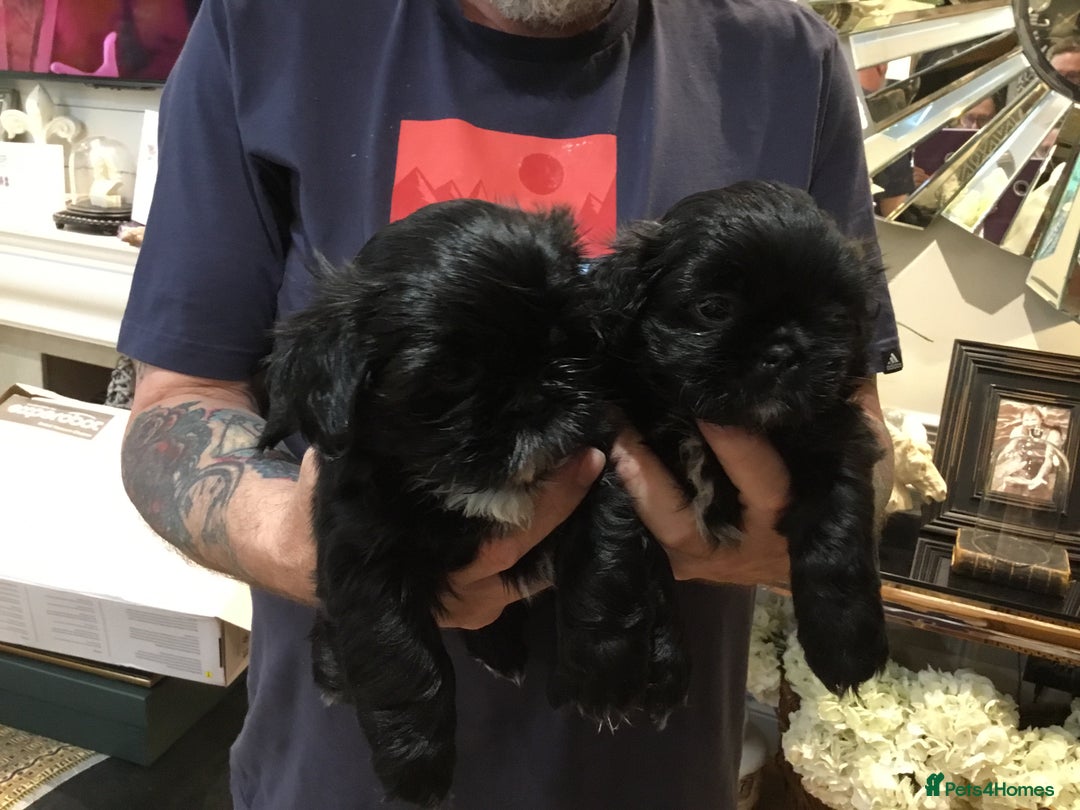 Shih Tzu dogs for sale: Tiny Imperial Shihtzu  Puppies  - Image 10