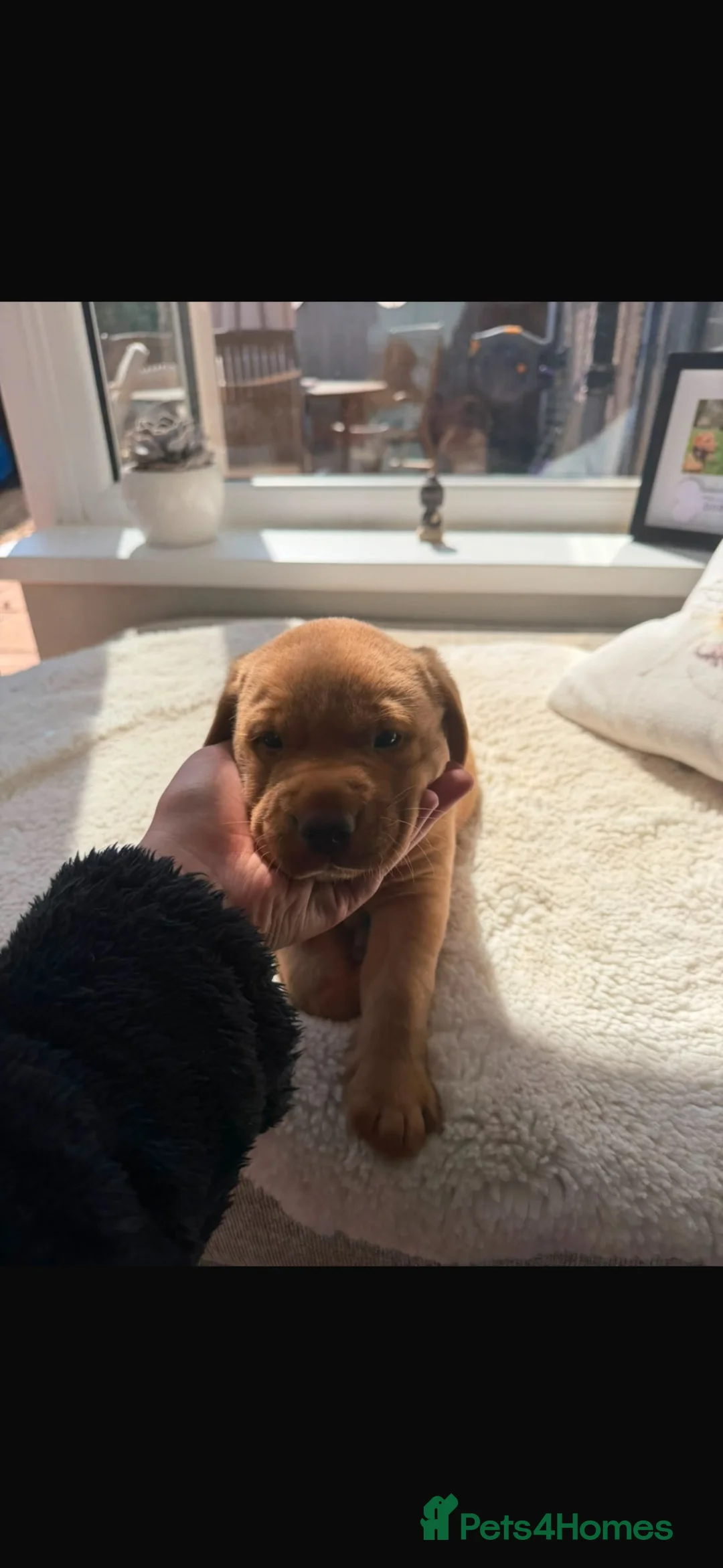 Labrador Retriever dogs for sale: Gorgeous Labrador boy pup looking for forever  - Advert 2