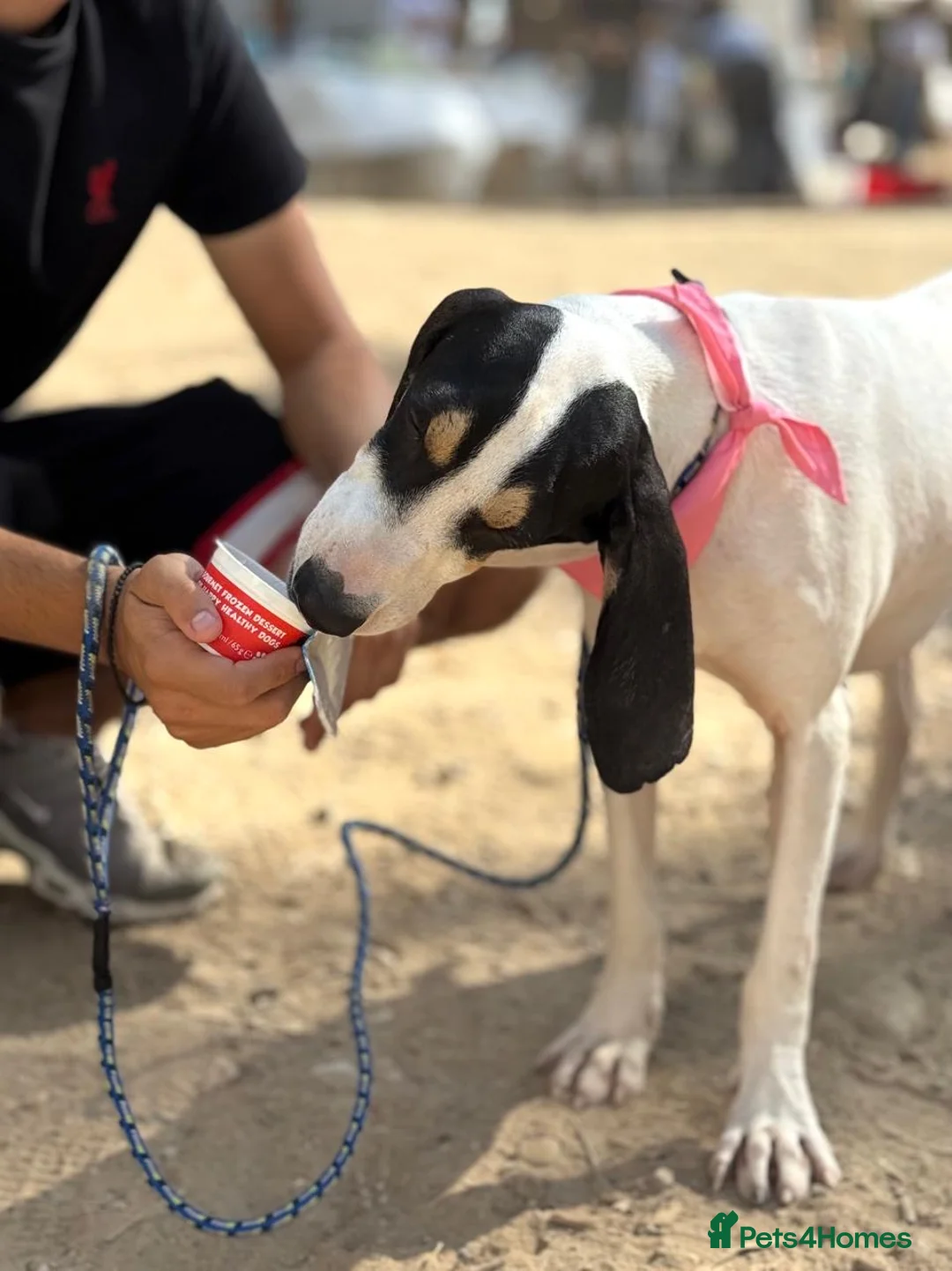 Mixed Breed dogs for adoption: Mitsis, ariegois cross, ready for a family  in Llanelli - Advert 2