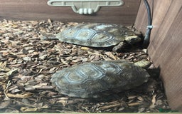 Tortoise reptiles for sale: Burmese mountain tortoises  - Image 3