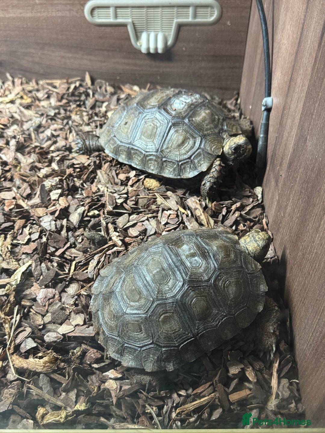 Tortoise reptiles for sale: Burmese mountain tortoises  - Image 3