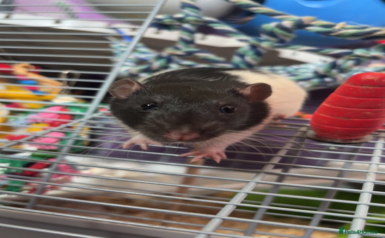 Rat rodents - Advert 8