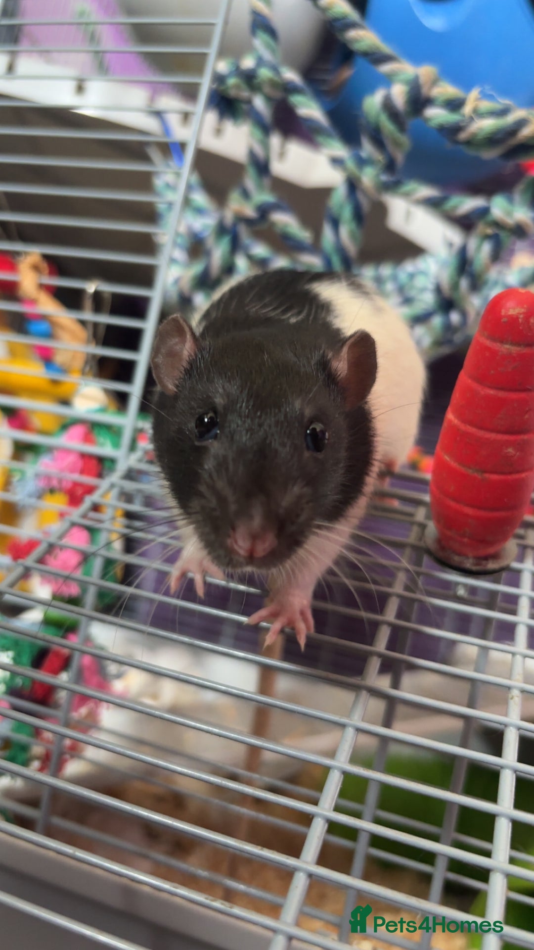 Rat rodents for sale: 3 male rats for rehoming(with cage and accessories - Image 1