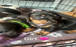 Miniature Dachshund dogs for sale: READY TO LEAVE BLACK/TAN MINIATURE DACHSHUND KC  - Image 14