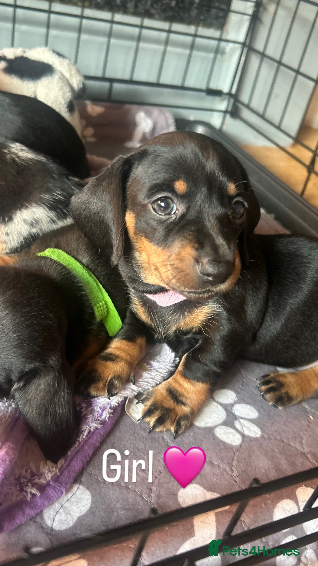 Miniature Dachshund dogs for sale: READY TO LEAVE BLACK/TAN MINIATURE DACHSHUND KC  - Image 14