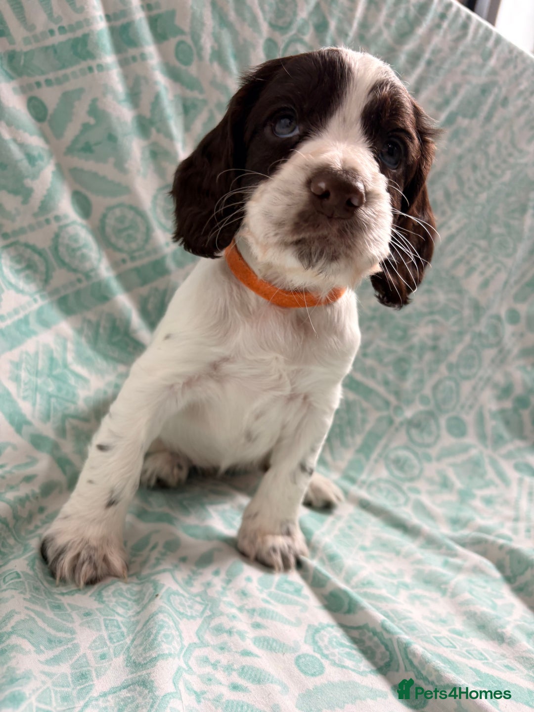 Cocker Spaniel dogs for sale: 2 cocker spaniel puppies for Sale - Advert 8