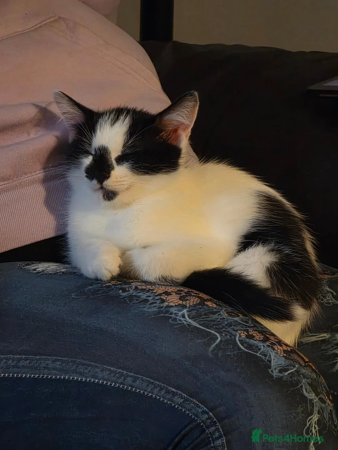 British Shorthair cats for sale: Kitten needing new home - Advert 1