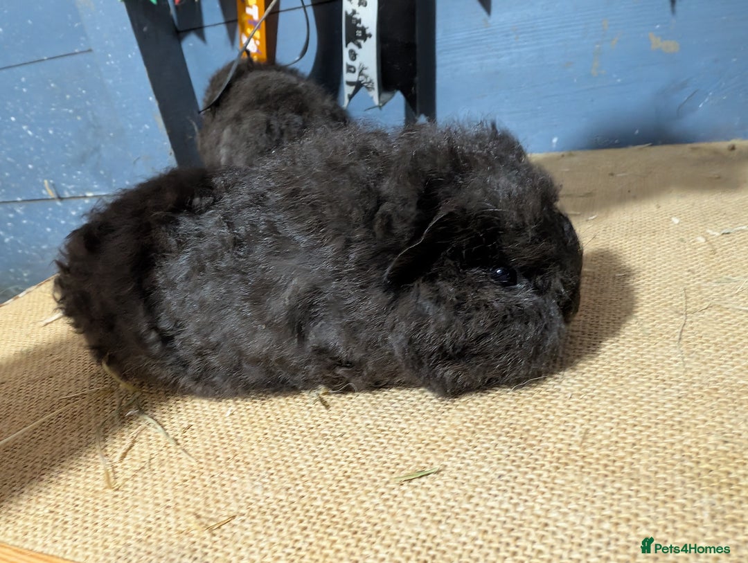 Guinea Pig rodents for sale: Swiss breed guinea pig babies & going adults  - Image 4
