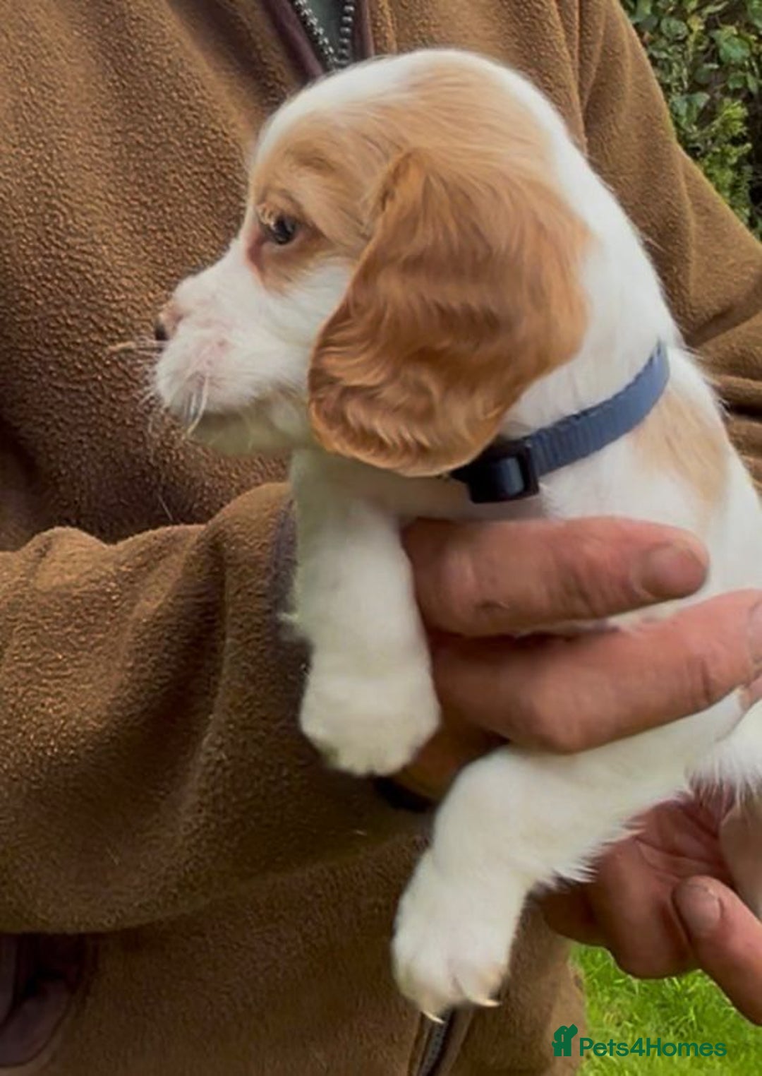 Cocker Spaniel dogs for sale: KC Reg Working Cocker spaniel puppies roan - Image 24