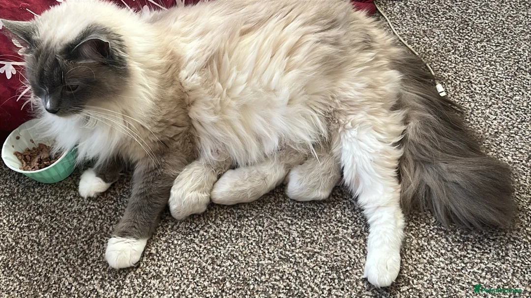 Ragdoll cats for sale: Ragdoll kittens  - Advert 12