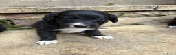 Lurcher dogs for sale: Lurcher pups - Advert 11