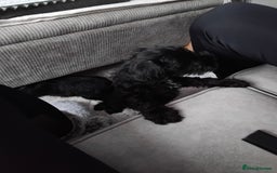 Miniature Schnauzer dogs for sale: Milo & Trent - Image 21