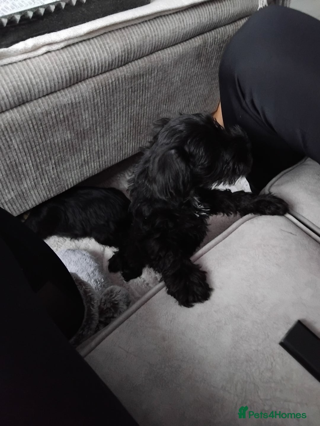 Miniature Schnauzer dogs for sale: Milo & Trent - Image 21