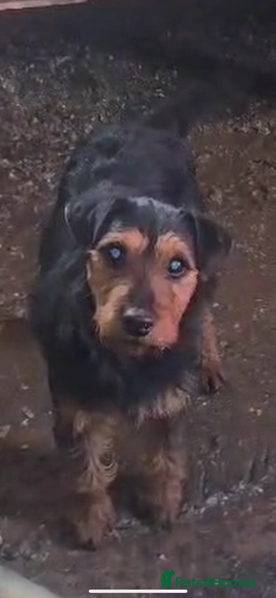 Mixed Breed dogs for sale: Patterdale x Lakeland terrier pups - Image 9