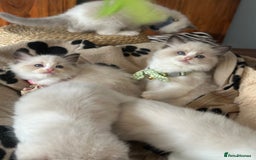 Ragdoll cats for sale: TICA Registered Ragdoll Kittens - Image 33