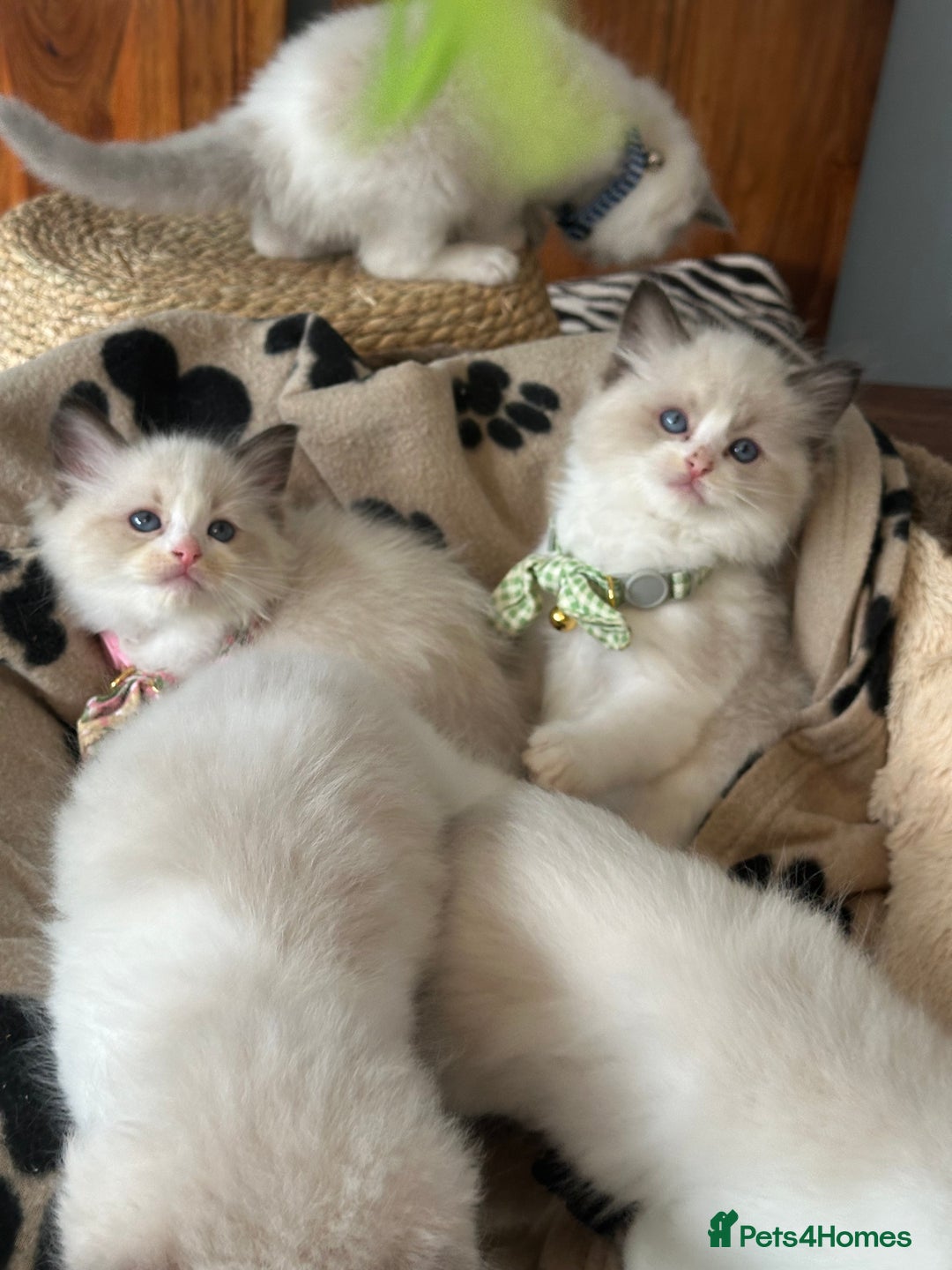 Ragdoll cats for sale: TICA Registered Ragdoll Kittens - Image 33