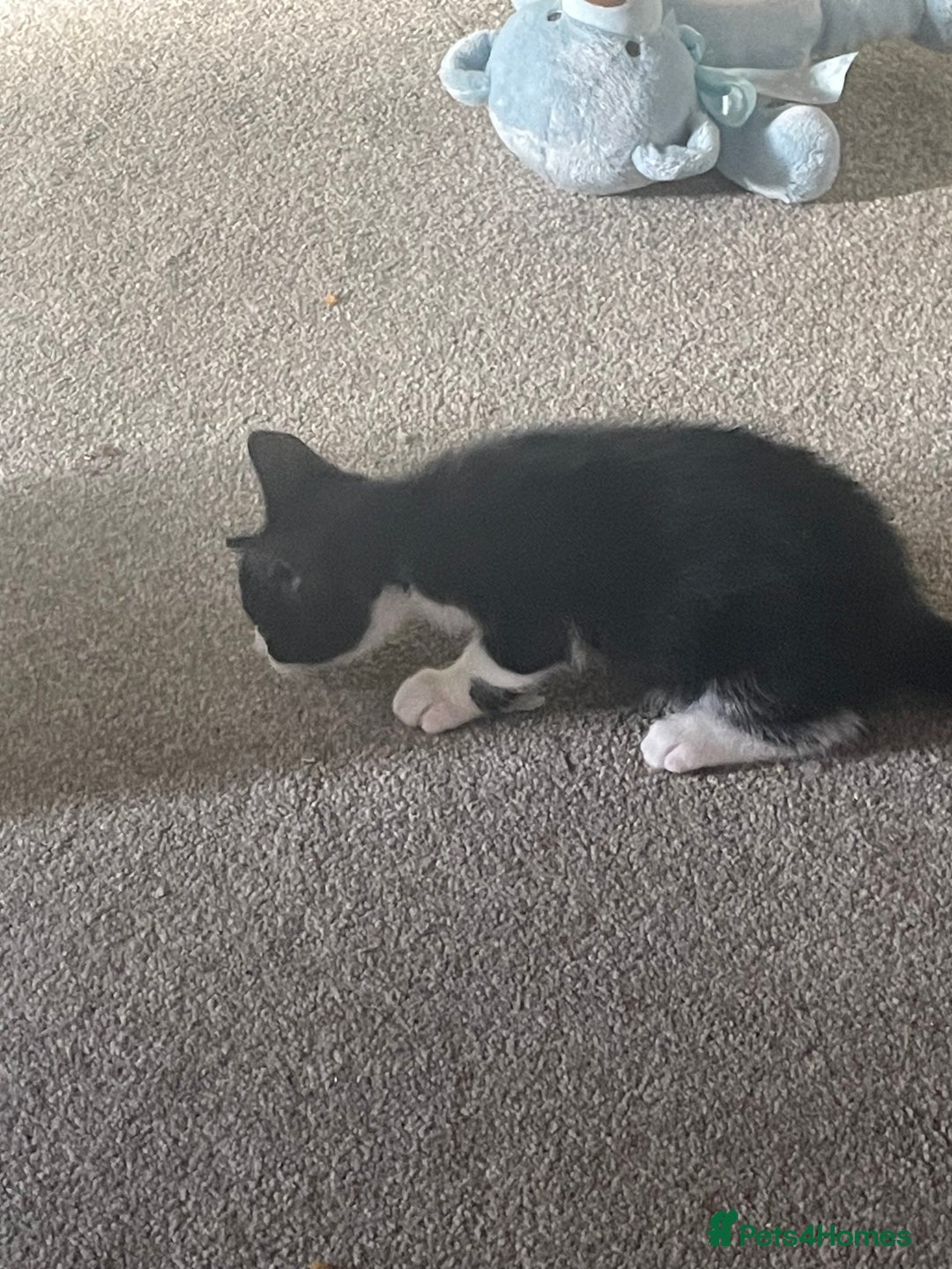 Mixed Breed cats for sale:  mixed breed  - Image 3
