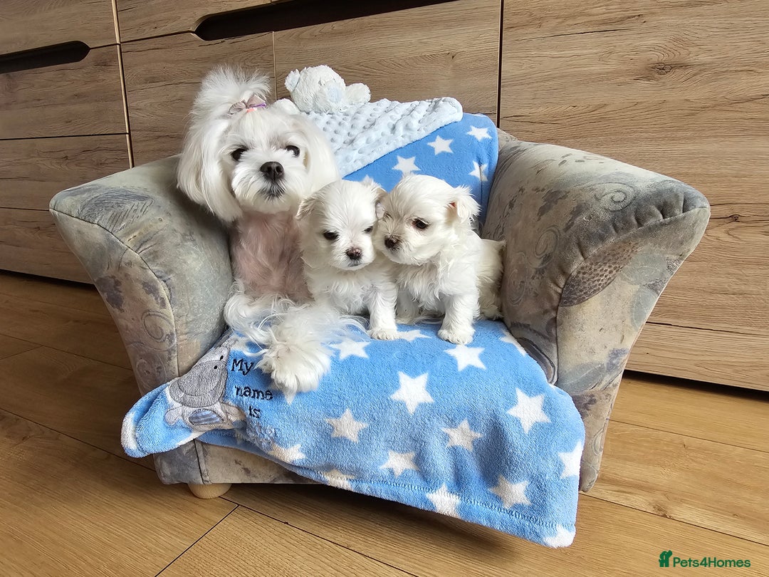 Maltese dogs for sale: KC Korean Maltese Terrier Puppies - Image 26